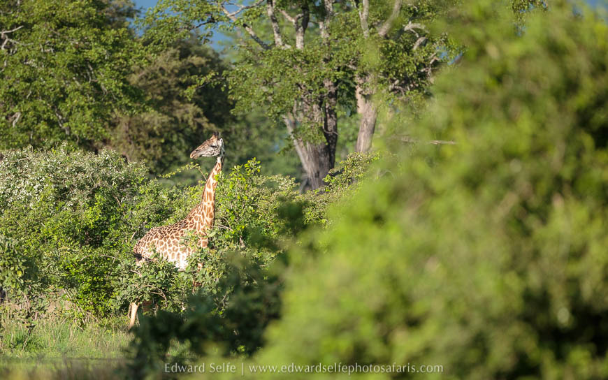Wildlife image from photo safari with edward selfe in south luangwa national park.