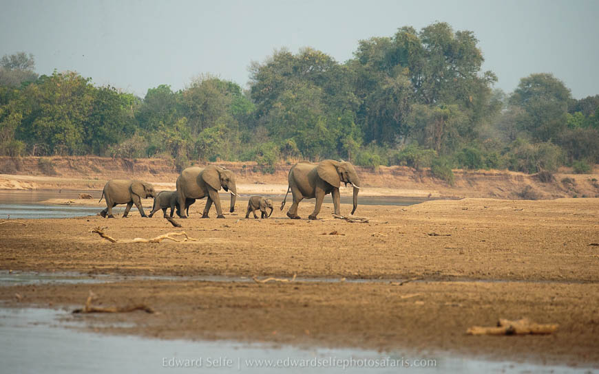 Wildlife image from photo safari with edward selfe in south luangwa national park.