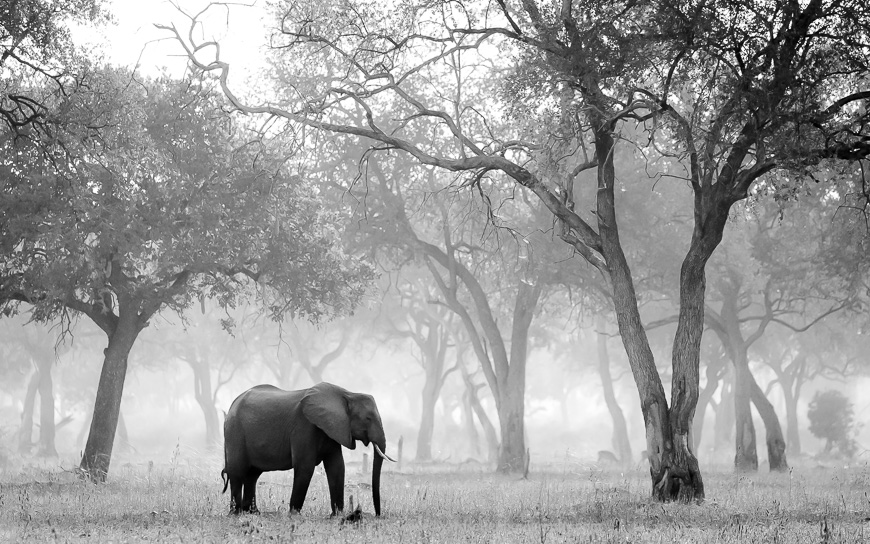 Elephant in the mature forest of the Nsefu Sector.