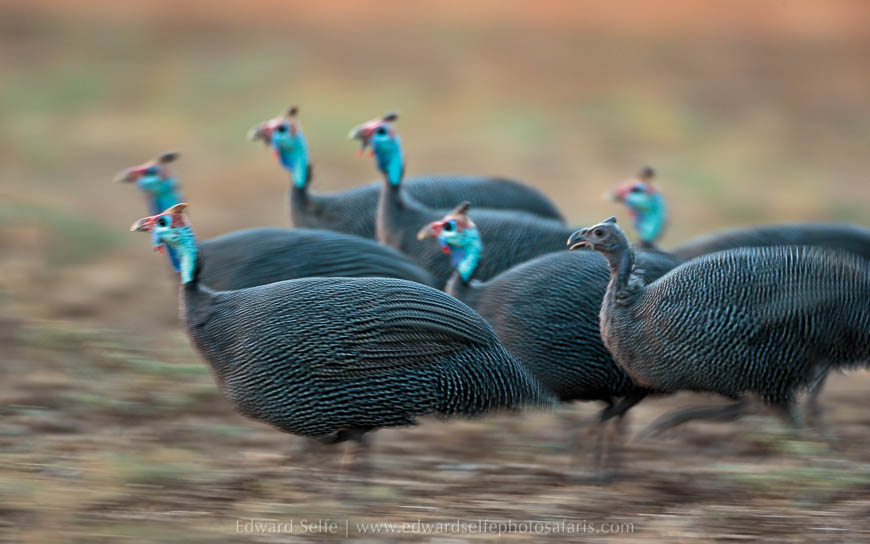 Wildlife image from photo safari with edward selfe in south luangwa national park.