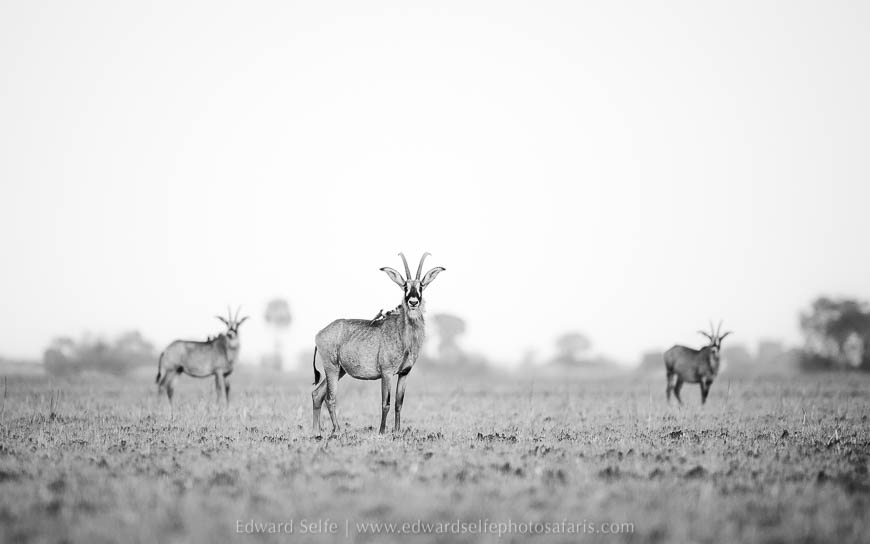 Wildlife image from photo safari with edward selfe safaris.
