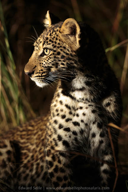 Wildlife image from photo safari with edward selfe in south luangwa national park.