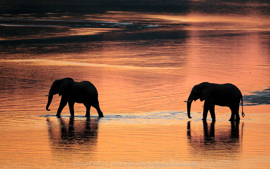 Wildlife image from photo safari with edward selfe.