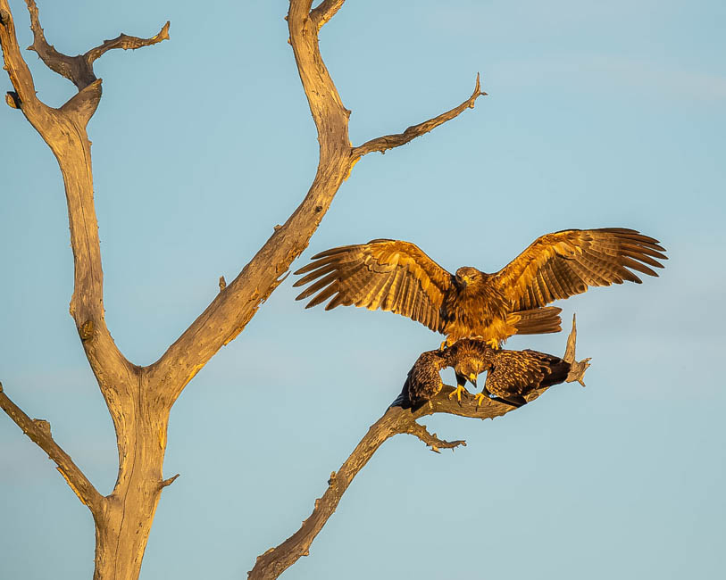 Wildlife image from South Luangwa by Mike White