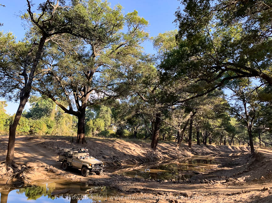 Wildlife image from a photo safari with edward selfe.