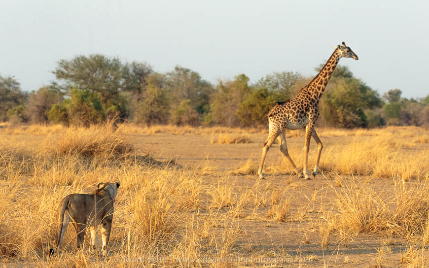 Wildlife image from photo safari with edward selfe in south luangwa national park.
