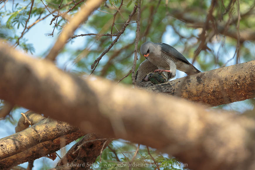 Wildlife image on photo safari with edward selfe in south luangwa national park.