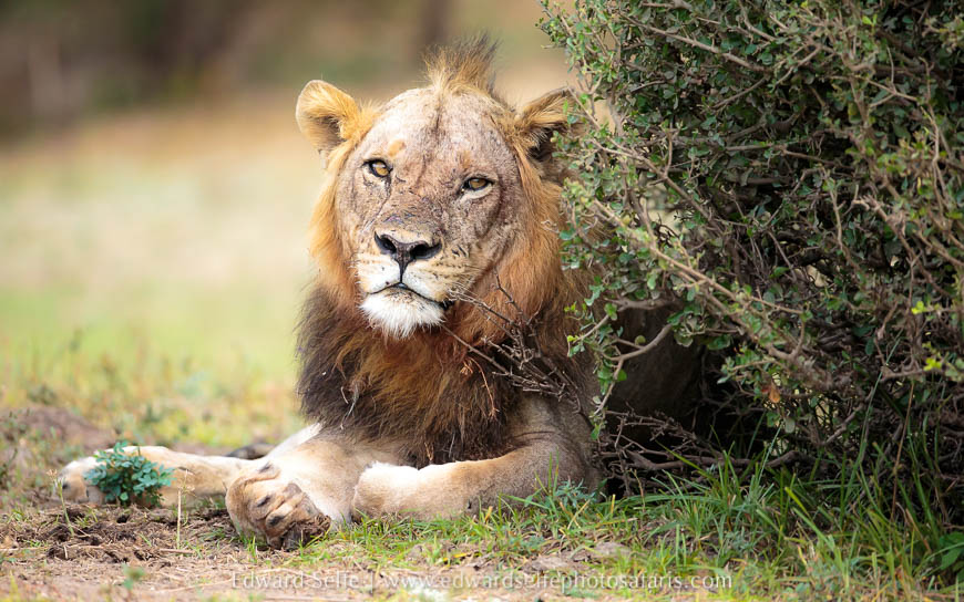 Wildlife image from photo safari with edward selfe.