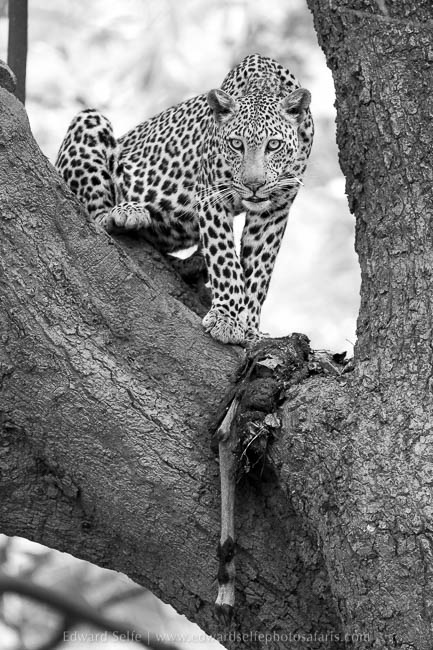 Wildlife image from photo safari with edward selfe in south luangwa national park.