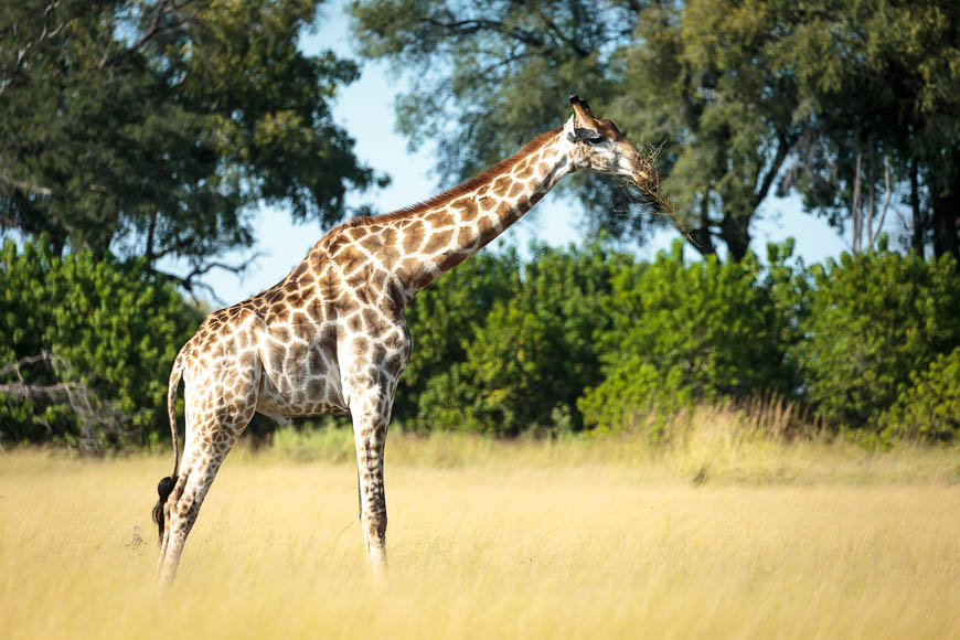 Images of wildlife from photo safari with edward selfe