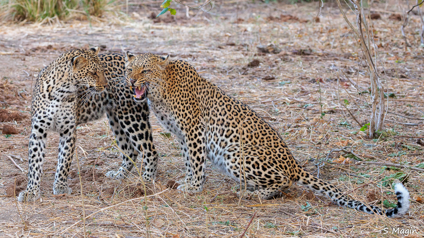 Wildlife image by Sharon Magin from photo safari in Zambia with Edward Selfe.