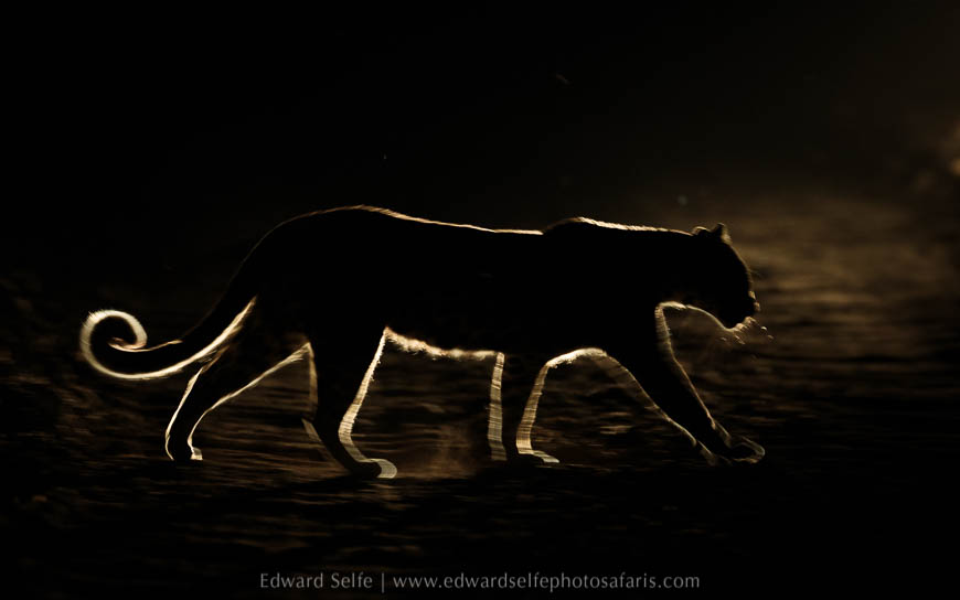 Wildlife image from photo safari with edward selfe in south luangwa national park.