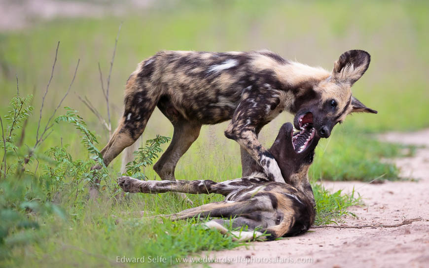 Wildlife image from photo safari with edward selfe in south luangwa national park.