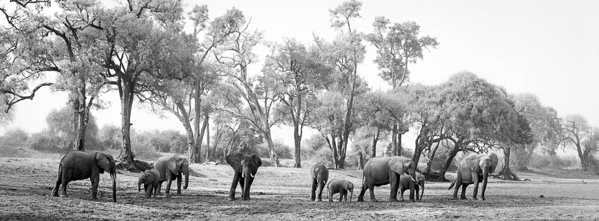 Wildlife image from photo safari with edward selfe in south luangwa national park.