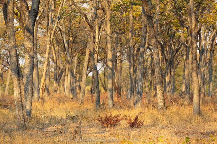 Wildlife image from photo safari with edward selfe in south luangwa national park.