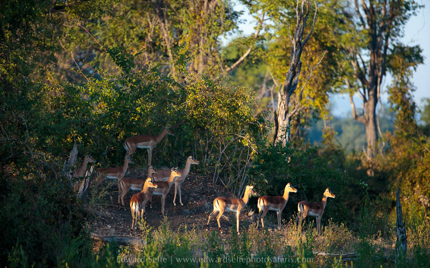 Wildlife image from photo safari with edward selfe.