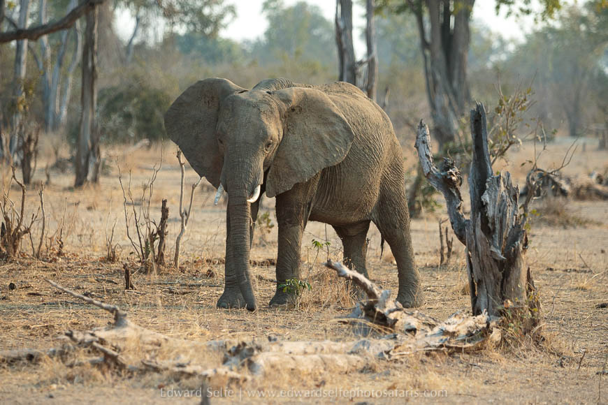 Elephant among dead trees on photo safari with edward selfe in south luangwa national park.