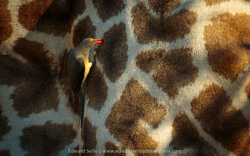 Wildlife image from photo safari with edward selfe.