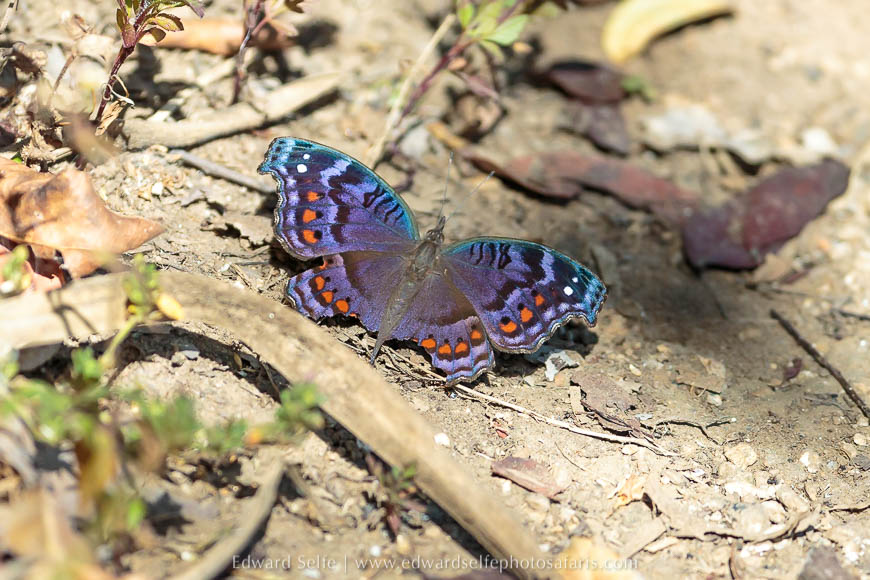 Wildlife image from a photo safari with edward selfe.