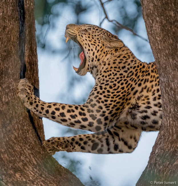 A leopard scratches a tree fork in South Luangwa National Park.