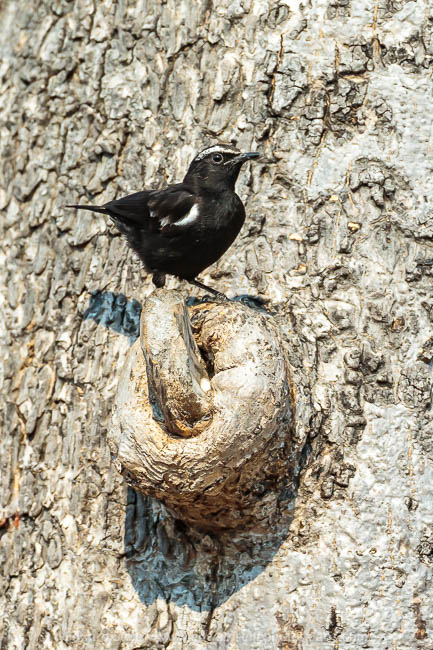 Wildlife image from a photo safari with edward selfe.
