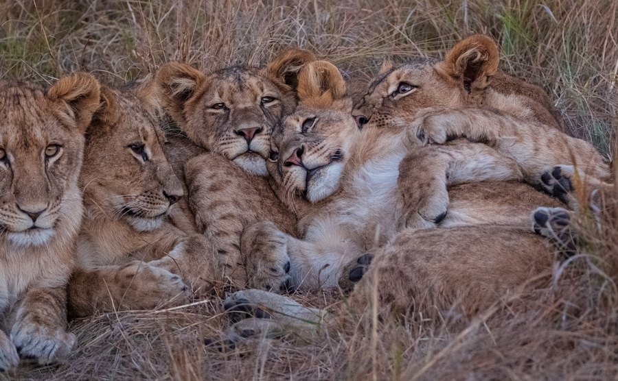 Image from pan-zambia photo safari by julie mitchell