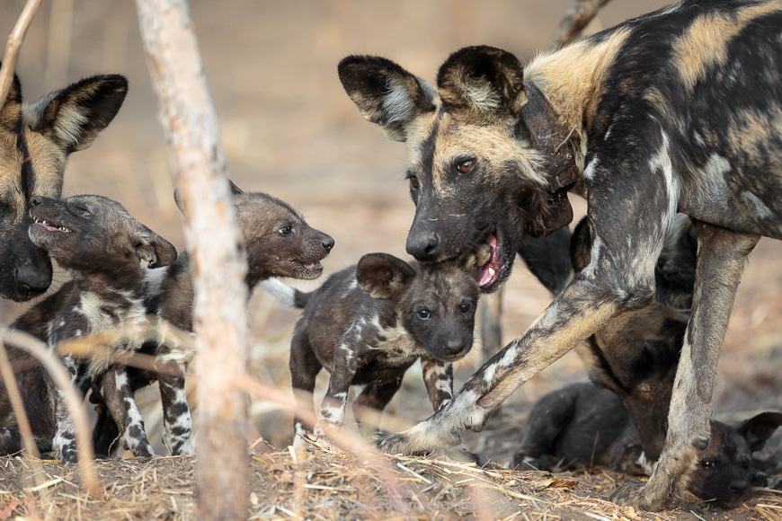 Adult wild dogs regurgitate lumps of meat for the pups at the den in South Luangwa.