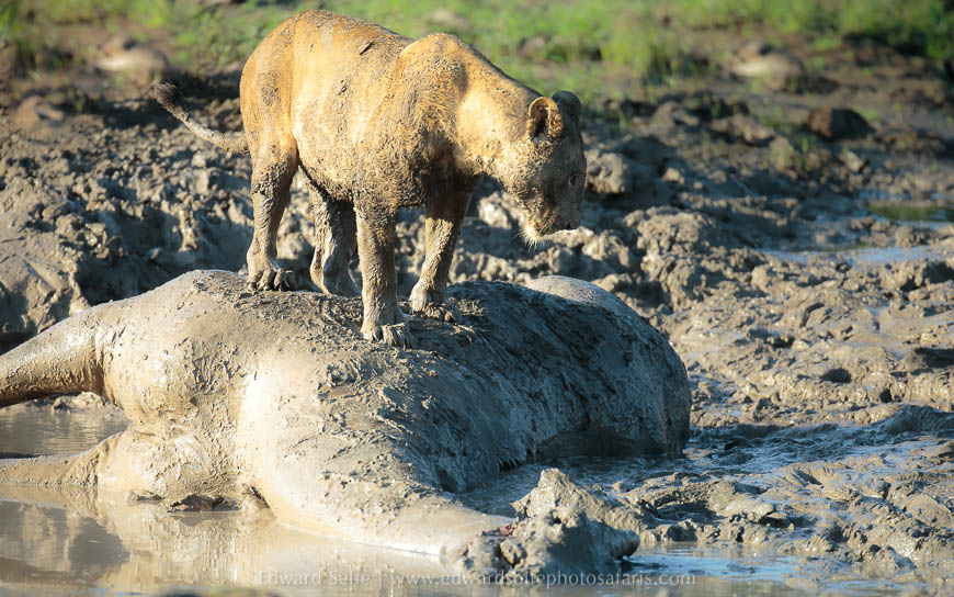Wildlife image from photo safari with edward selfe.
