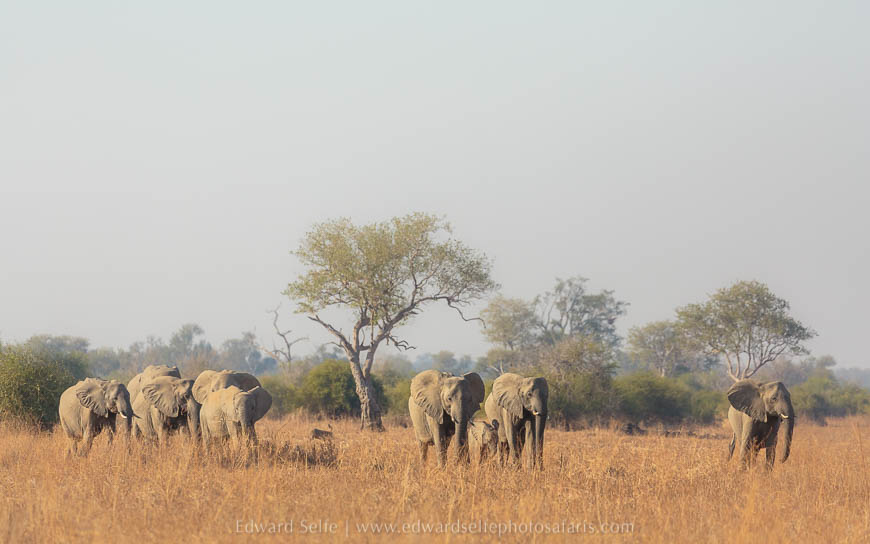 Wildlife image from photo safari with edward selfe in south luangwa national park.