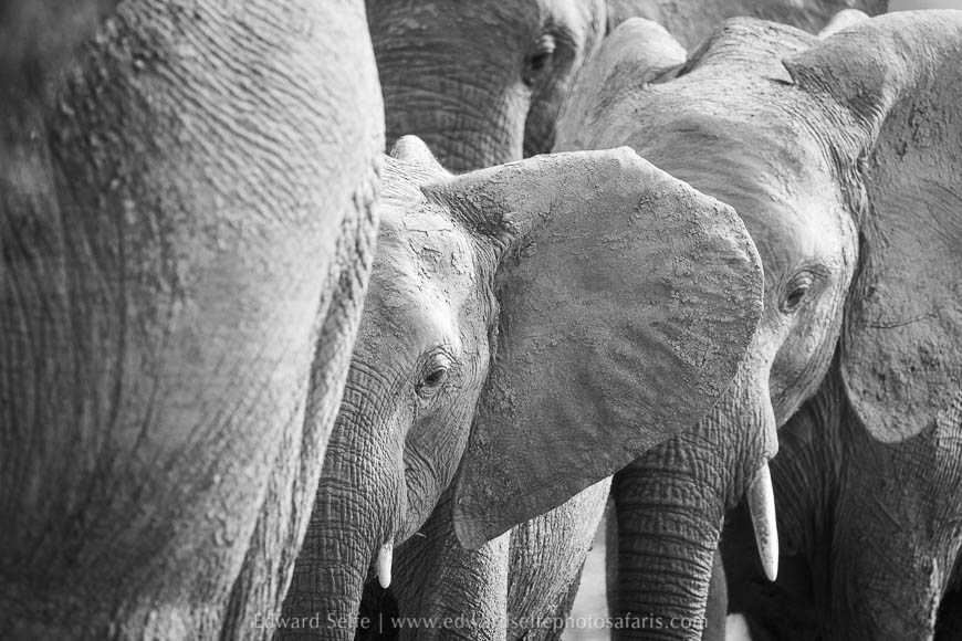Wildlife image from photo safari with edward selfe in south luangwa national park.
