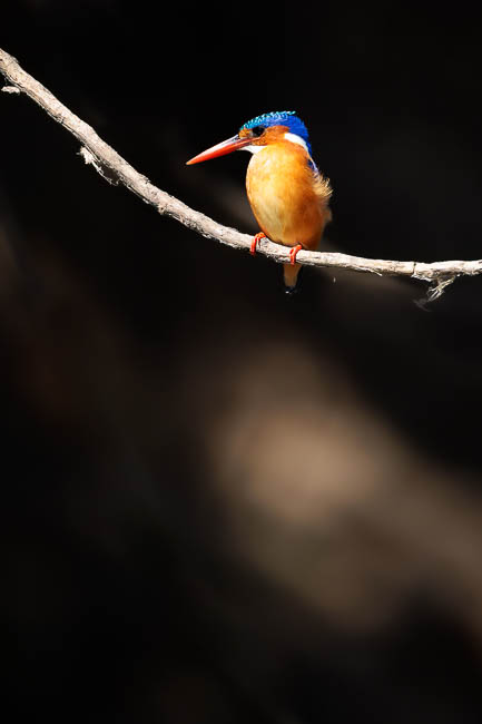 Images of wildlife from photo safari with edward selfe in the south luangwa np.