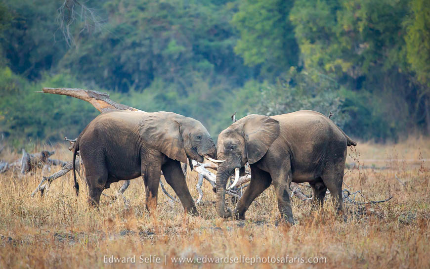 Wildlife image from photo safari with edward selfe.