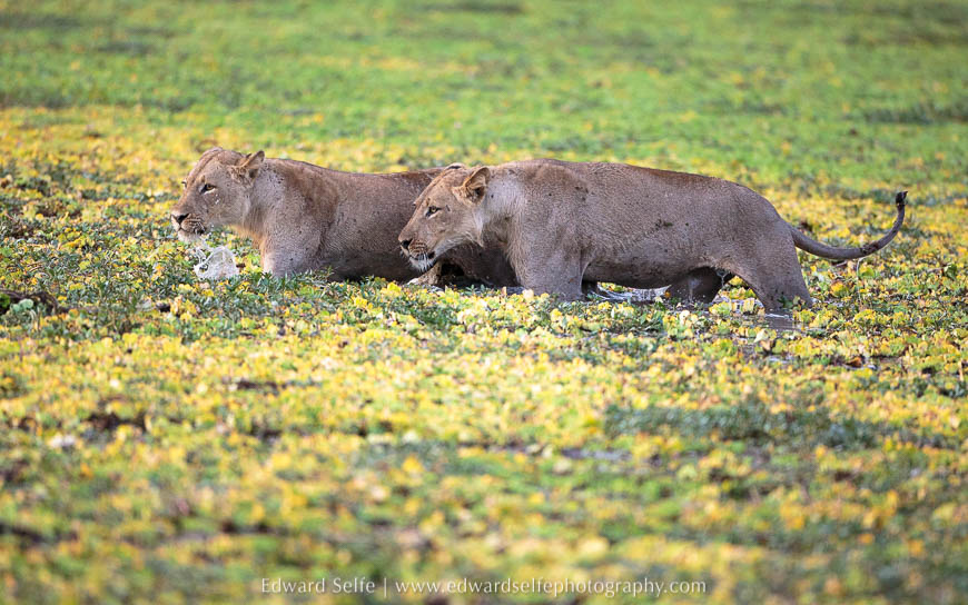 Two lions cross a flooded channel in the nsefu sector on photo safari south luangwa national park.