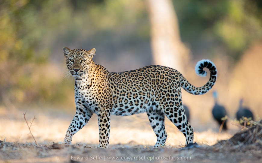 Patrolling leopard on photo safari with edward selfe in south luangwa national park.