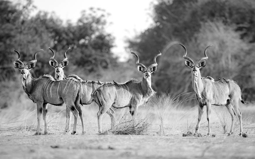 Kudu bulls observe the camera in South Luangwa National Park