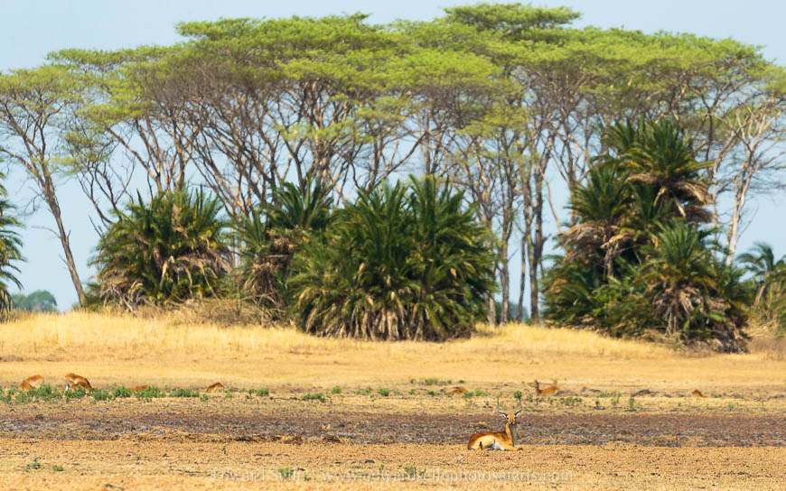 Wildlife image from photo safari with edward selfe.