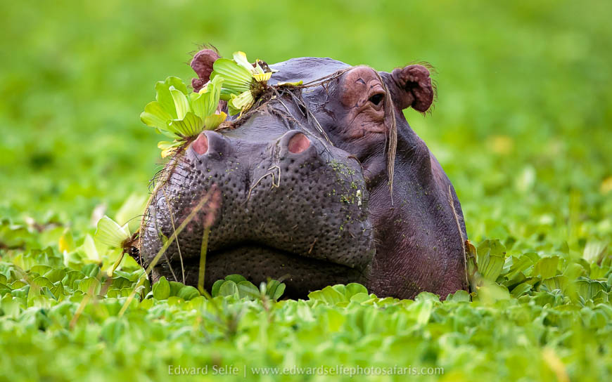 Wildlife image from photo safari with edward selfe.