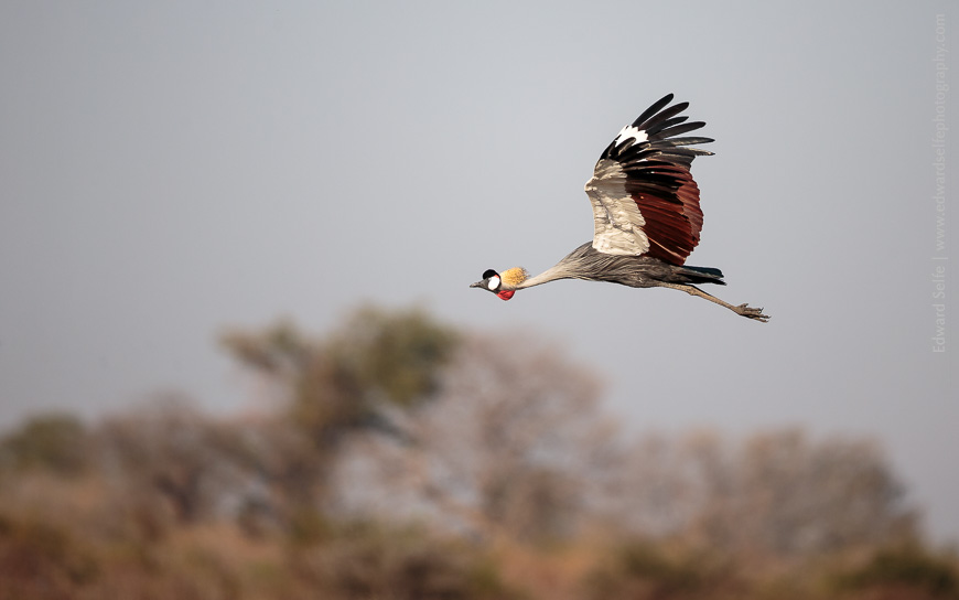 A Grey Crowned Crane takes flight at the Nsefu Salt Pans in South Luangwa.