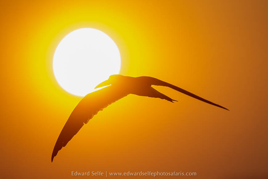 Wildlife image from a photo safari with edward selfe.