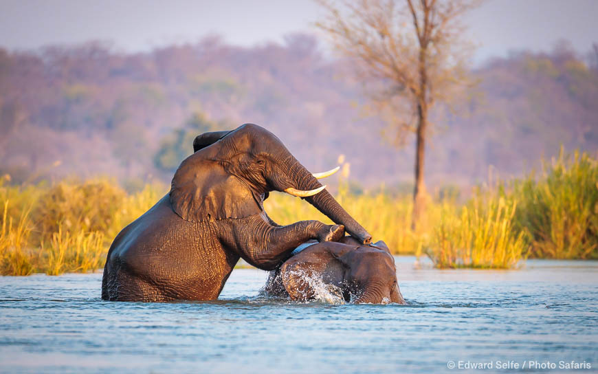 Wildlife image from Lower Zambezi NP by Edward Selfe
