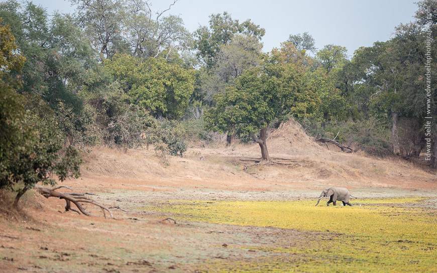 Young elephant bull feeds on the floodplain of Lunga lagoon in Nsefu Sector, South Luangwa.