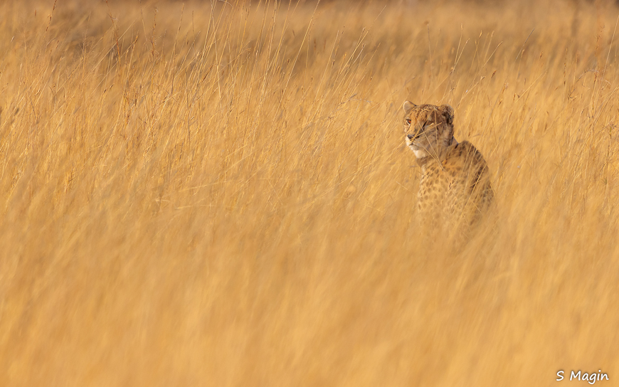 Wildlife image by Sharon Magin from photo safari in Zambia with Edward Selfe.