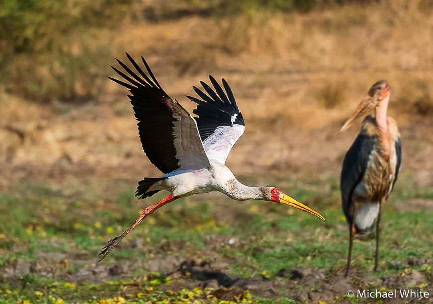 Mike white’s image of wildlife from photo safari with edward selfe in zambia.