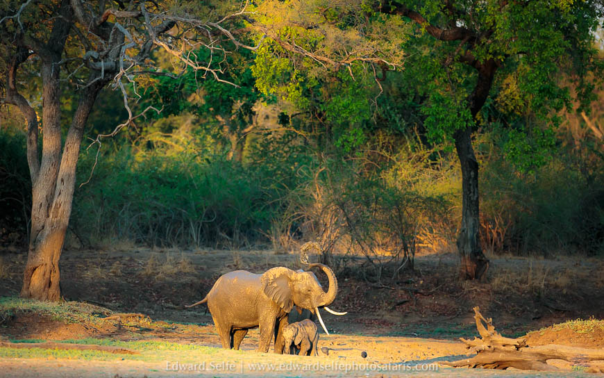 Wildlife image from photo safari with edward selfe.