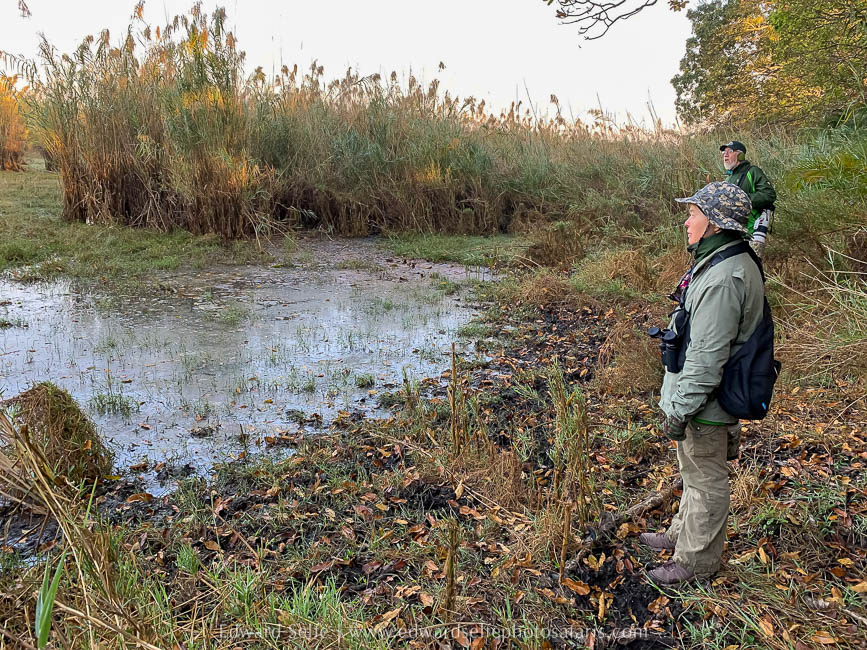 Wildlife image from a photo safari with edward selfe.