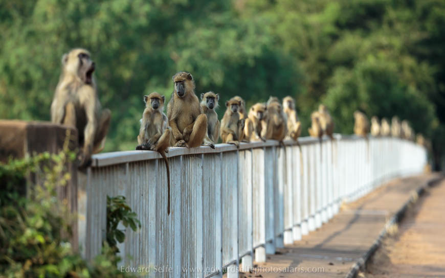Wildlife image from photo safari with edward selfe.