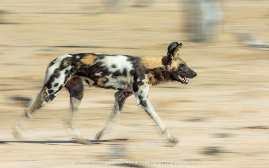 Wildlife image from photo safari with edward selfe in south luangwa national park.