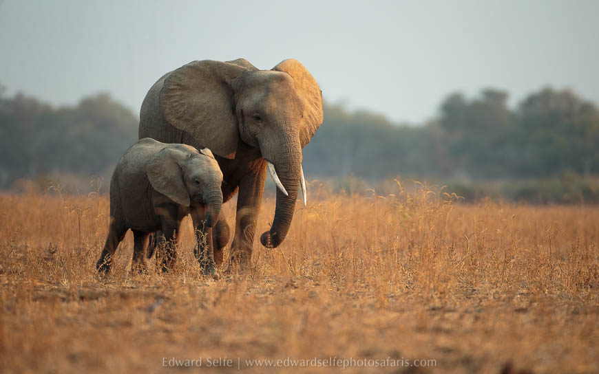 Wildlife image from photo safari with edward selfe in south luangwa national park.