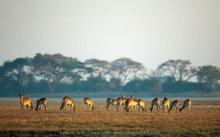Wildlife image from a photo safari with edward selfe.