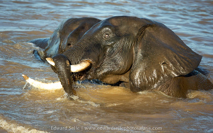 Wildlife image from photo safari with edward selfe.